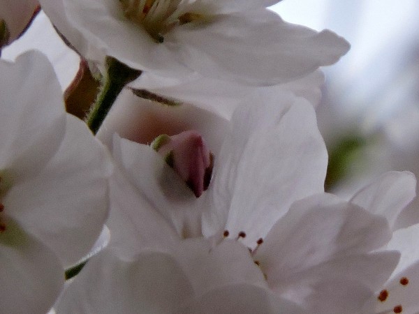 20160327 093 花クリア アップ 小