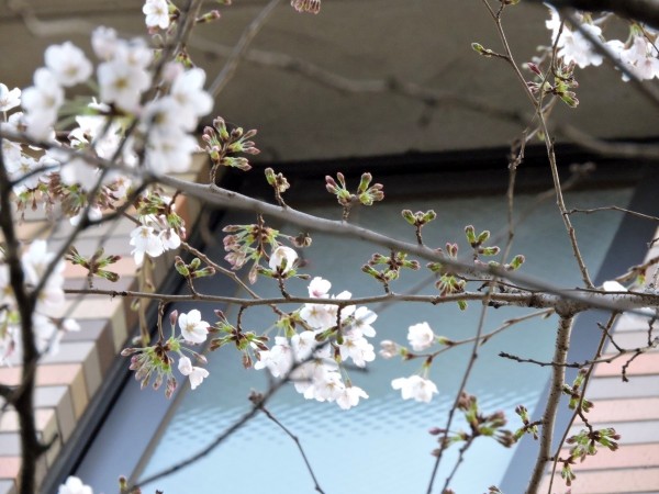 20160327 028 花 クリア 小