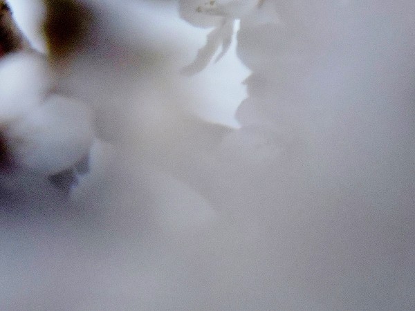 20160327 040 花 白 小