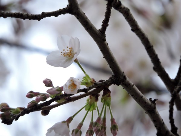 20160327 077 枝 小 新