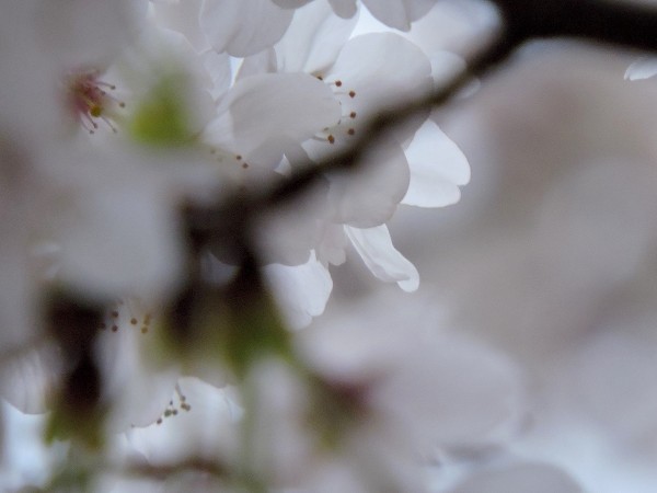 20160327 085 花 霞 小